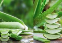 অ্যালোভেরা খালি পেটে খেলে শরীরে যা হয়