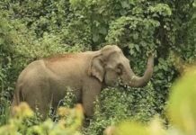 বান্দরবান রাবার বাগানে বন্যহাতির আক্রমণে রাবার শ্রমিক নিহত