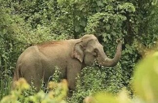 রামুতে বন্য হাতির আক্রমণে মা-মেয়ের মৃত্যু