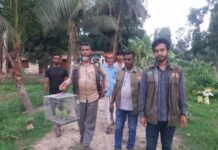 মিরসরাইয়ে টিয়া পাখি জব্দ ও অবমুক্ত