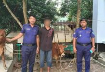 ঈদগাঁওয়ে চোরাই গরুসহ চক্রের ১ সদস্য আটক
