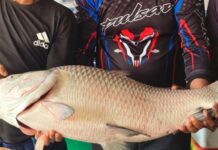 ২০ কেজি ওজনের এক কাতলার দাম ৫০ হাজার টাকা