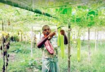 রাউজানে শীতকালীন সবজি ক্ষেতে ব্যস্ত সময় কাটাচ্ছেন কৃষকরা