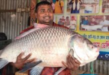 ২৪ কেজি ওজনের এক কাতল ৬৬ হাজার টাকায় বিক্রি!