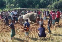 উখিয়ায় বৈদ্যুতিক ফাঁদের শকে বন্য হাতির মৃত্যু