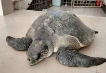 ভোলায় বিরল প্রজাতির কচ্ছপ উদ্ধার করল বনবিভাগ