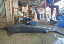 ৮০ কেজি ওজনের পাখি মাছ