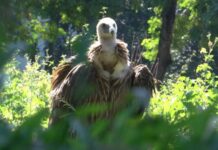 বিপন্নপ্রায় হিমালয়ান গৃধিনী শকুন উদ্ধার