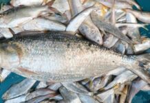 পায়রা নদীর একটি ইলিশের দাম ১২ হাজার টাকা