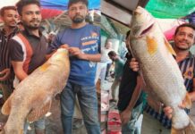 জেলের জালে ধরা পড়ল ১৮ কেজির দুটি কোরাল