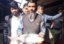 ভোলায় এক ইলিশ বিক্রি ৮২০০ টাকায়