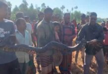 শ্রীমঙ্গলে ধানক্ষেত থেকে ১২ ফুট লম্বা অজগর উদ্ধার