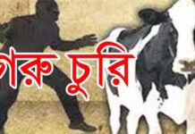 মিরসরাইয়ে গরু চুরি বেড়েই চলেছে, একরাতে ৮ গরু চুরি!
