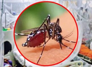 ডেঙ্গুতে ২৪ঘণ্টায় মৃত্যৃ ৫, হাসপাতালে নতুন ভর্তি ৬৩৬