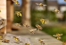 মিরসরাইয়ে চলন্ত গাড়িতে মৌমাছির আক্রমণ, ৩ শিক্ষার্থী আহত