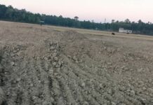 ঈদগাঁওয়ে ফসলী জমির টপসয়েল কেটে নিচ্ছে ভাটা মালিকরা!