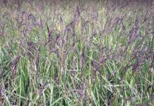 রাউজানে সুগন্ধি ধান কালোজিরার আবাদ বিলুপ্তির পথে