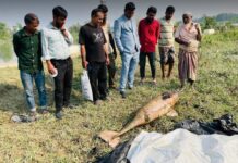 হালদায় ভেসে উঠলো ৪৬ কেজি ওজনের মরা ডলফিন