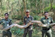 উখিয়ায় ১৫ ফুট লম্বা বার্মিজ অজগর উদ্ধার, অতঃপর বনে অবমুক্ত
