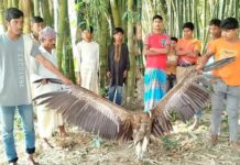 বিপন্ন প্রজাতির শকুন উদ্ধার