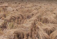 মিরসরাইয়ে আমনের আবাদ বেড়েছে ১ হাজার ৯০০ হেক্টর