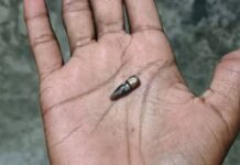 মিয়ানমার থেকে গুলি এসে পড়লো টেকনাফের বসতঘরে