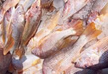 সেন্টমার্টিনে জেলের জালে ধরা পড়লো ৬৮৭ লাল কোরাল