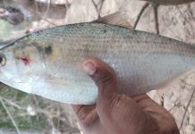 নিঝুম দ্বীপের পুকুরে ধরা পড়ল রুপালি ইলিশ