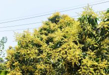 কাপ্তাইয়ে বাগানে গাছে গাছে আমের মুকুলে ছেয়ে গেছে, বাম্পার ফলনের আশা