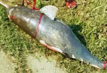 হালদা নদীতে ভাসমান অবস্থায় ৭ কেজি ওজনের মৃত ডলফিন