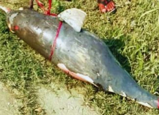 হালদা নদীতে ভাসমান অবস্থায় ৭ কেজি ওজনের মৃত ডলফিন