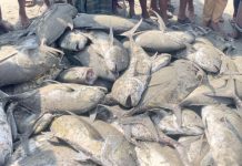 টেকনাফে টানা জালে ধরা পড়ল দেড় শতাধিক তবল মাছ