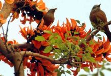 ‘ফুল ফুটুক, আর না-ই ফুটুক আজ বসন্ত’