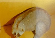 কাপ্তাইয়ে বিরল প্রজাতির বাংলা লজ্জাবতী বানর উদ্ধার