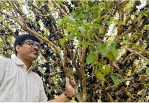 দক্ষিণ আমেরিকার ‘জাবুটিকাভা’ ফলের চাষ হচ্ছে কাপ্তাইয়ের রাইখালী কৃষি গবেষণা কেন্দ্রে