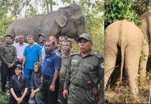 সুস্থতার পথে বন্যহাতি ও একটি ব্যতিক্রমী ঘটনা