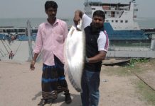 ৮ কেজি ২০০ গ্রাম ওজনের এক চিতল ১২ হাজার টাকায় বিক্রি