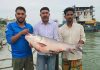 পদ্মায় জেলে জালে ২৫ কেজি ওজনের এক কাতল ধরা