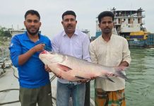 পদ্মায় জেলে জালে ২৫ কেজি ওজনের এক কাতল ধরা