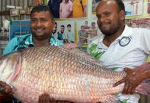 পদ্মায় জেলের জালে ধরা পড়ল ৩০ কেজি ওজনের এক কাতল