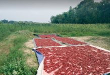 হালদা পাড়ের ফসলি জমিতে লাল মরিচের বাম্পার ফলন, কৃষকের মুখে হাসি