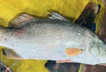 নাফ নদীতে জেলের বড়শিতে উঠে এলো ৩০ কেজির কোরাল