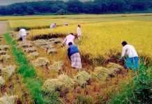 রাউজানে বোরো ধান কাটা শুরু, ভালো ফলনে কৃষকের মুখে হাসি