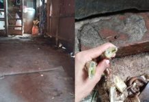 পটিয়ায় অস্ত্রের মুখে জিম্মি করে ৪টি গরু ও নগদ টাকা লুট