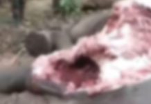 রাঙ্গামাটিতে মৃত হাতির শুঁড় ও পায়ের মাংস কেটে নিল দুর্বৃত্তরা