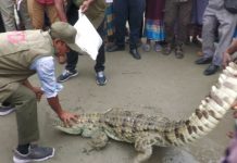 পদ্মায় জেলের বড়শিতে উঠে আসল কুমির