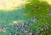 মিরসরাইয়ে বিষ দিয়ে মাছের পোনা নিধন