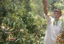 পাখি-প্রাণীর জন্য উন্মুক্ত লিচু বাগান