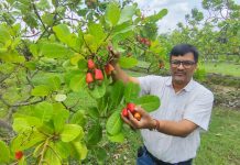 কাপ্তাইয়ের রাইখালী কৃষি গবেষণা কেন্দ্রে কাজুবাদাম চাষের নতুন দ্বার উন্মোচন