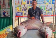 তিনটি কাতল মাছ বিক্রি হলো ১ লাখ ১৬ হাজার টাকায়